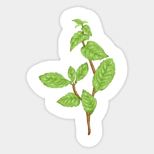 Mint Plant Botanical Sticker